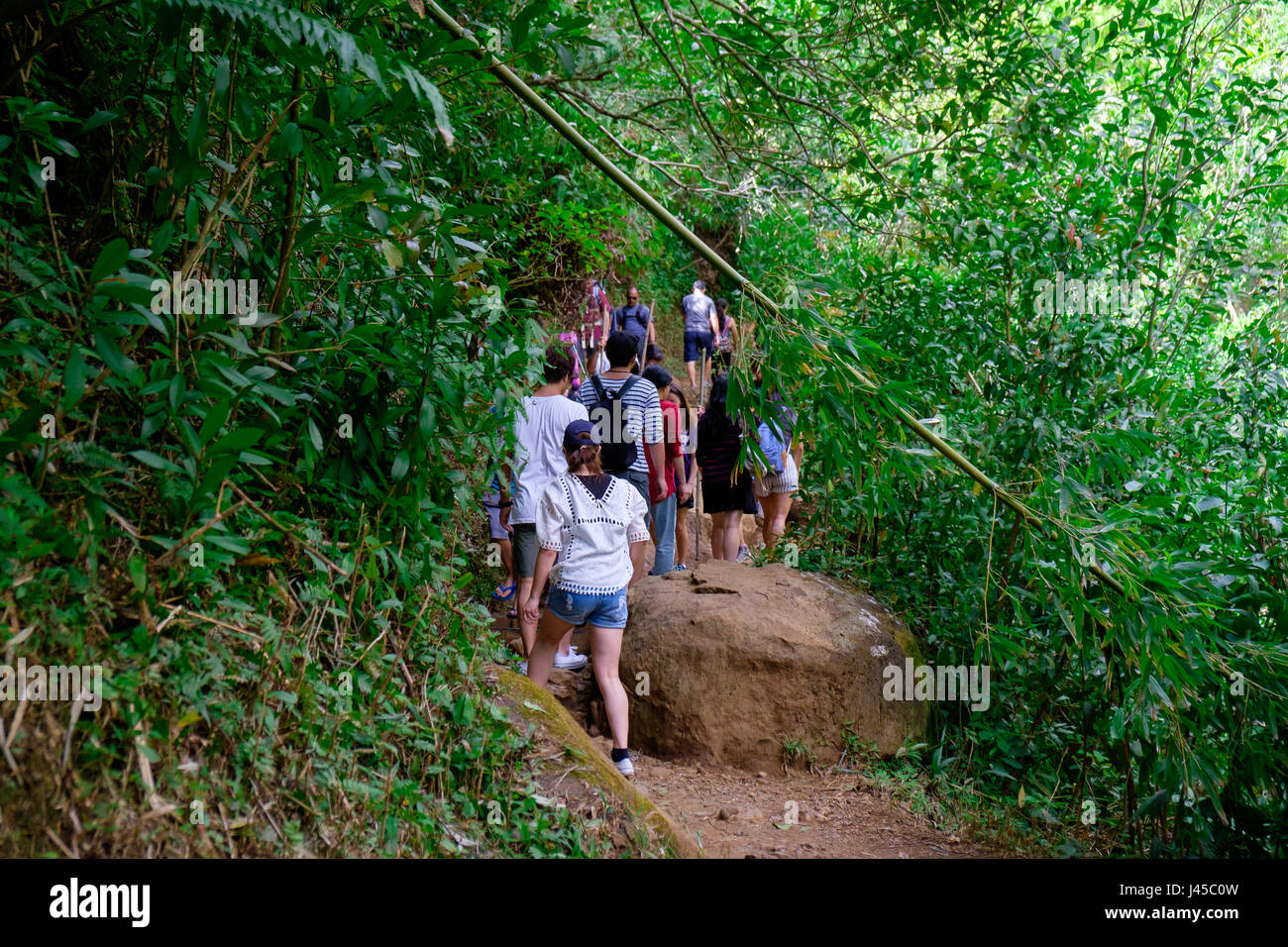 Manoa Falls Trail Wanderung Oahu Hawaii Stockfoto