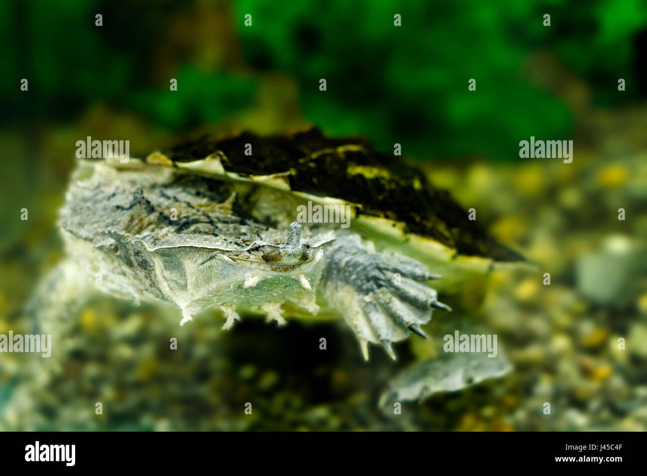 ein Bild des exotischen Süßwasser-Schildkröten Matamata Stockfoto