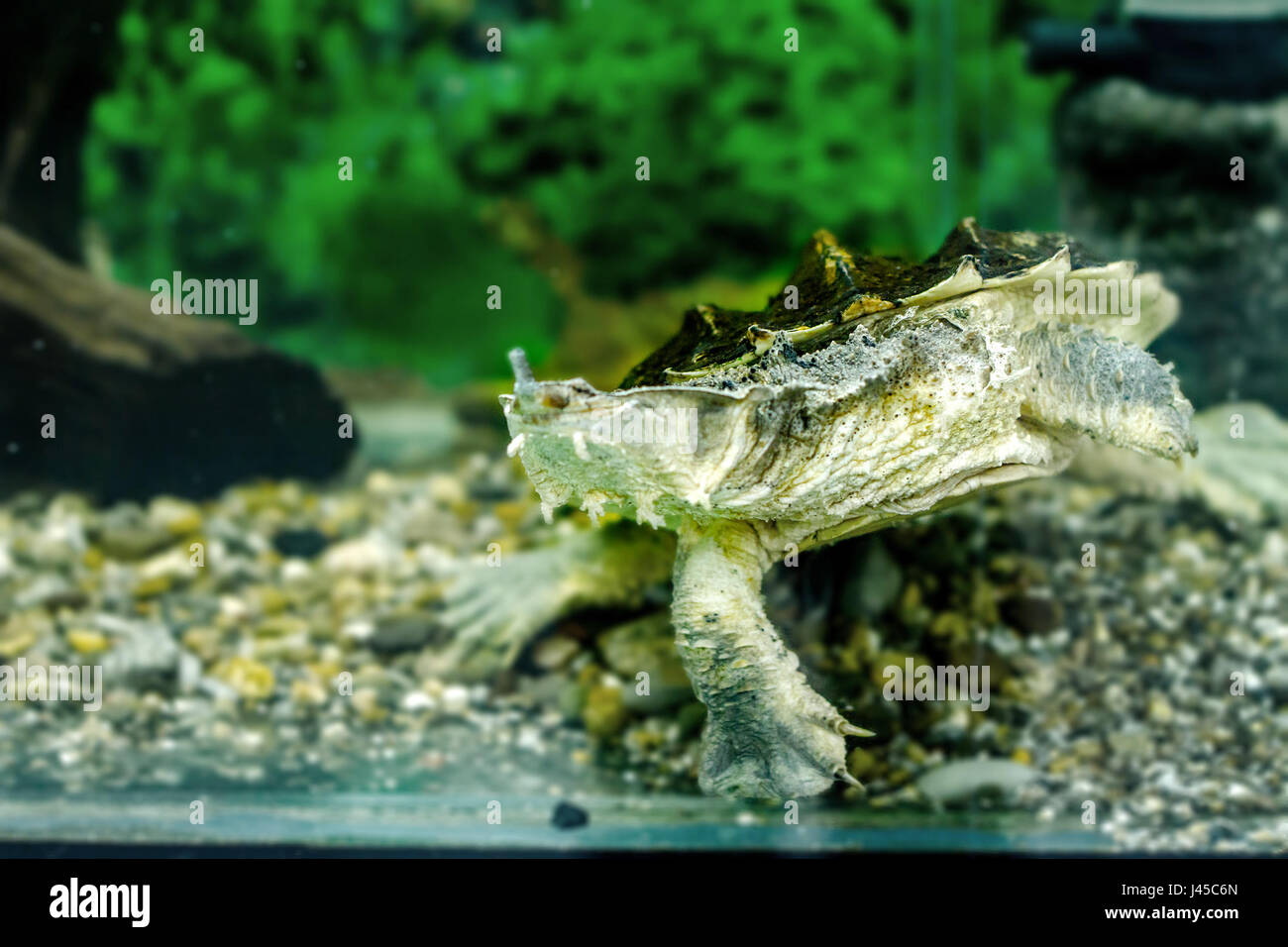 Bild des exotischen Süßwasser-Schildkröten Matamata Stockfoto