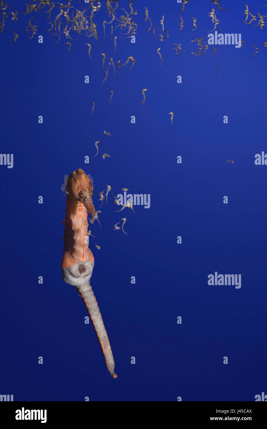 gesäumt, Seepferdchen, gefleckte Seepferdchen oder nördlichen Seepferdchen (Hippocampus Erectus) männliche Geburt (Ausweisung Braten oder Babys aus Brut Beutel) Stockfoto