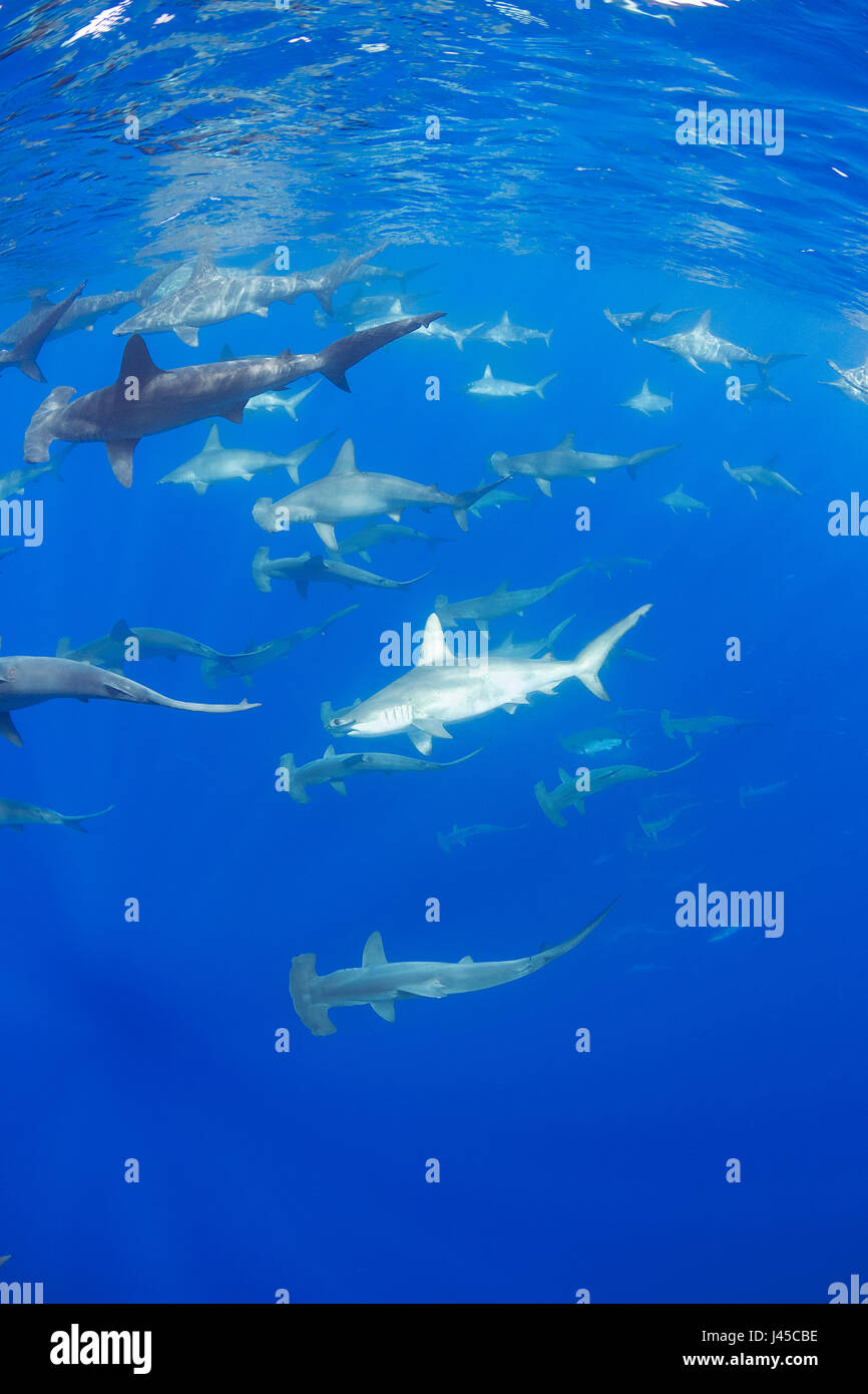 Ausbildung weiblicher Bogenstirn-Hammerhai Haie, Sphyrna lewinii aus Keauhou, South Kona, Big Island, Hawaii, USA (Zentralpazifik) Stockfoto