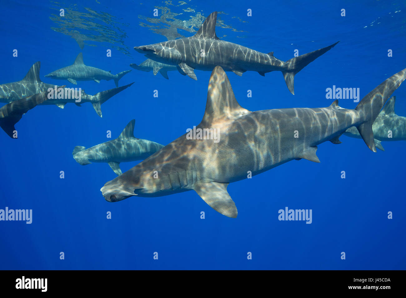 Ausbildung weiblicher Bogenstirn-Hammerhai Haie, Sphyrna lewinii aus Keauhou, South Kona, Big Island, Hawaii, USA (Zentralpazifik) Stockfoto
