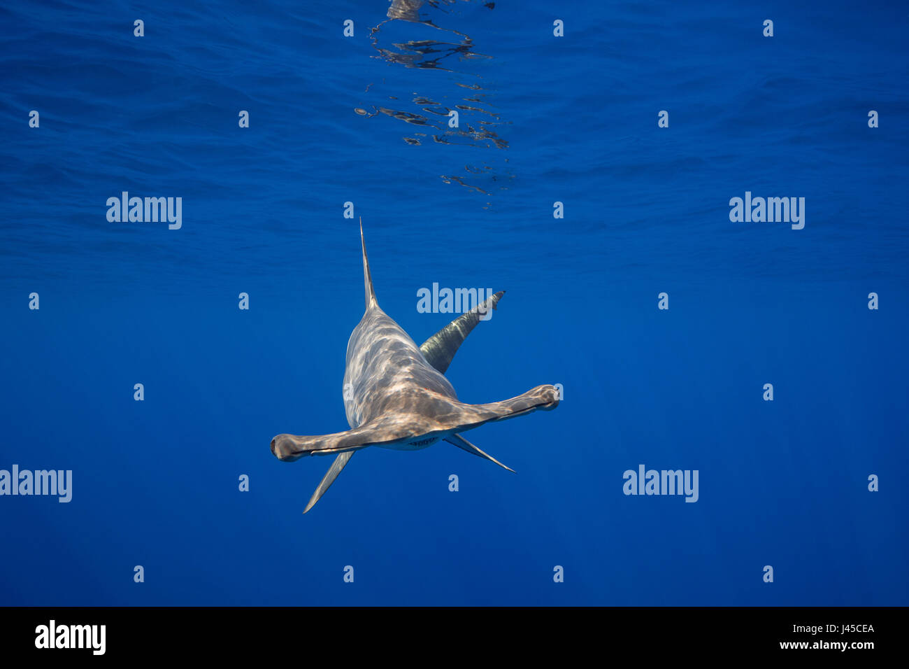 weiblichen Bogenstirn Hammerhai Sphyrna lewinii aus Keauhou, South Kona, Big Island, Hawaii, USA (Zentralpazifik) Stockfoto