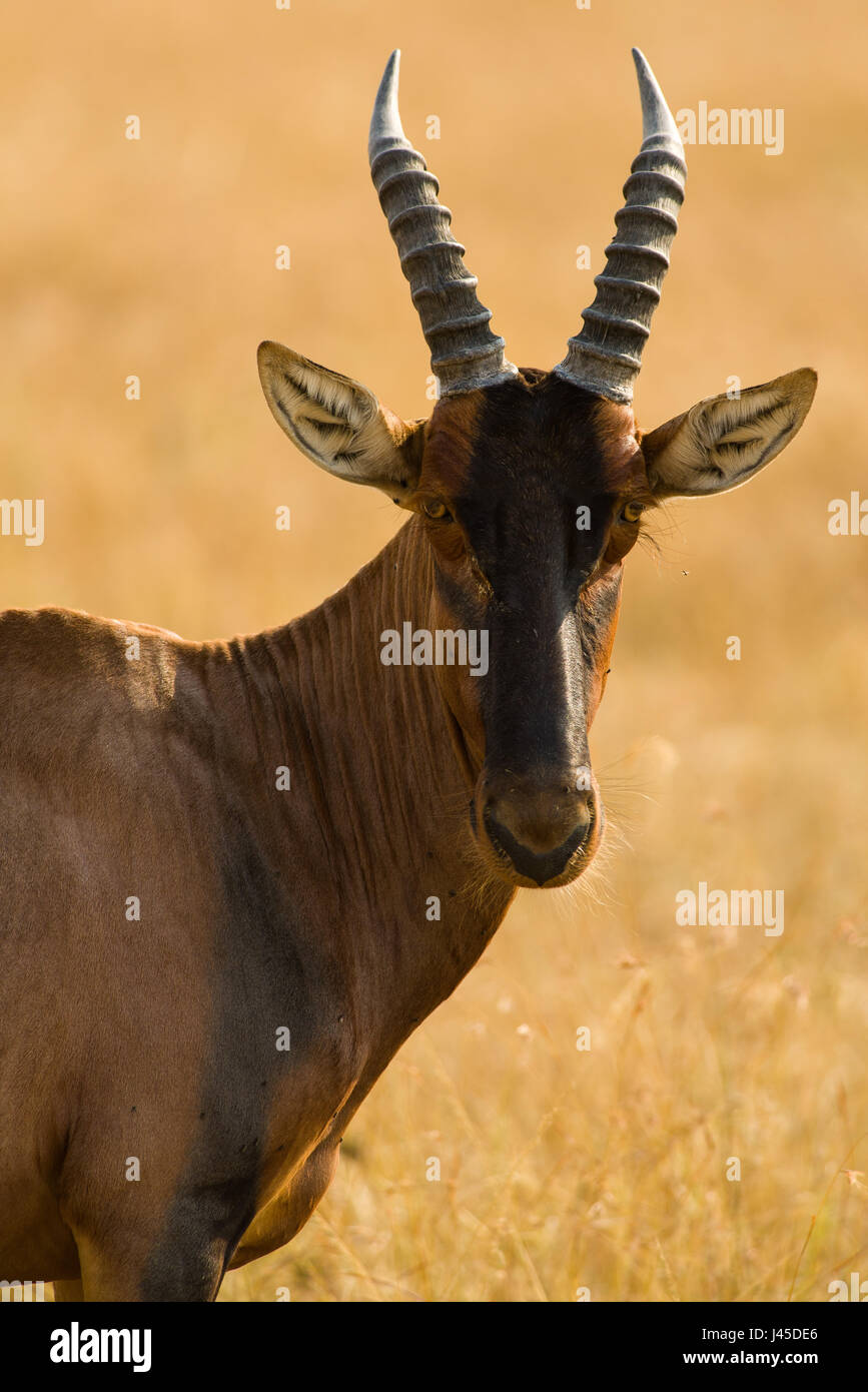 Topi (Damaliscus lunatus jimela), Masai Mara, Kenia Stockfoto