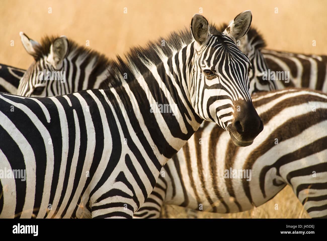 Ebenen Zebras (Equus quagga), Masai Mara, Kenia Stockfoto