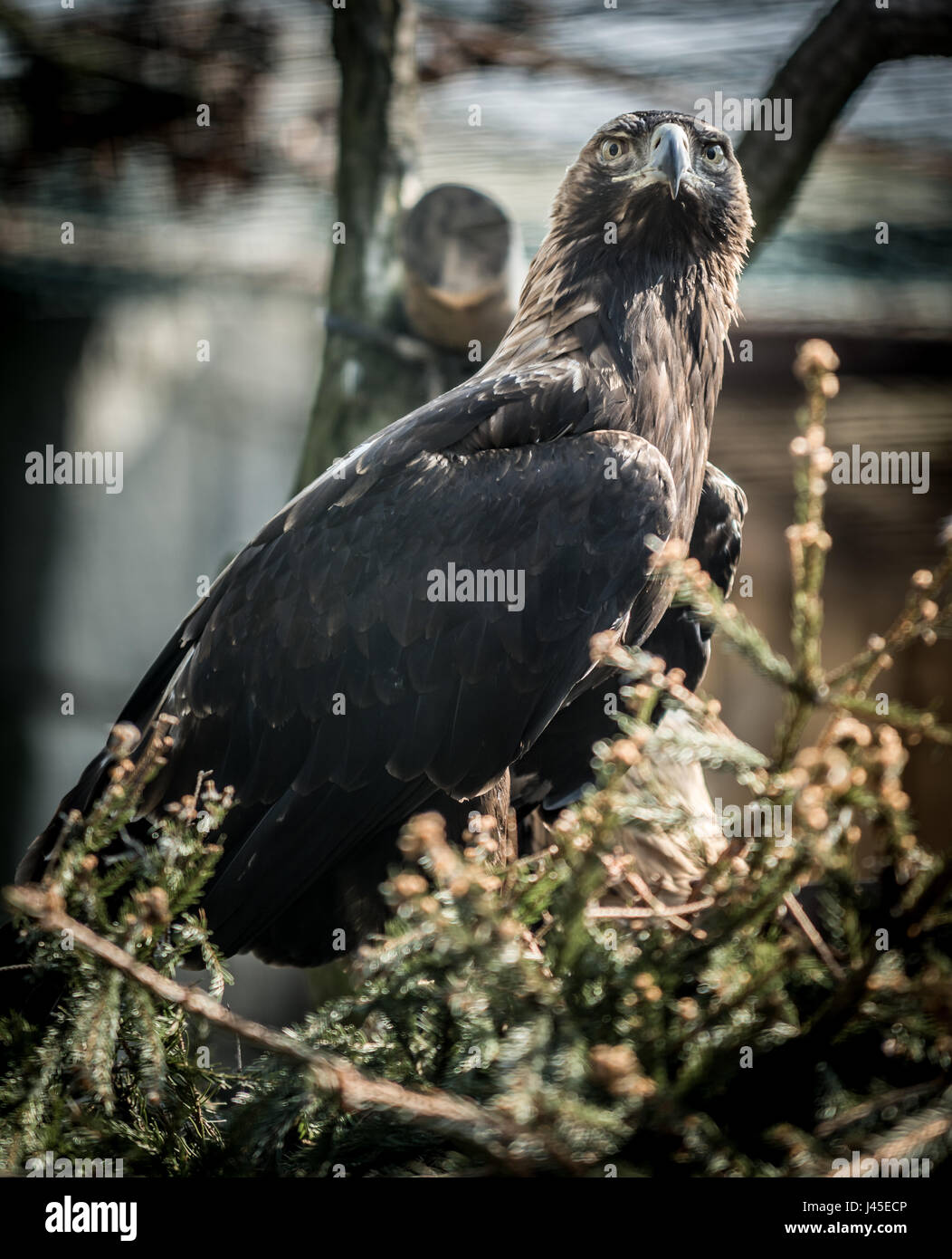 Große Vogel Kaiseradler (Aquila Heliaca) und Baum. Tierwelt Tier. Stockfoto