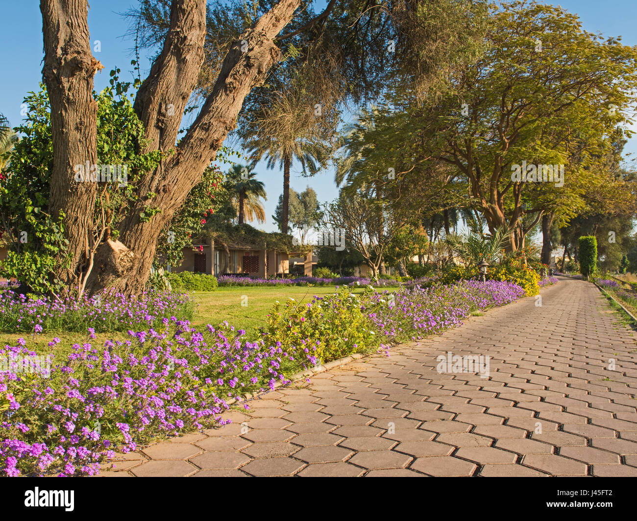 Stein Fußweg durch blühende Büsche und Bäume im tropischen Zierpflanzen Garten Stockfoto