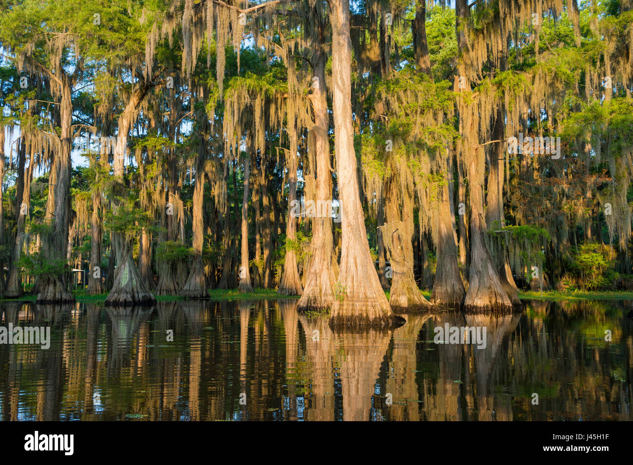 Spanish Moss von kahle Zypresse Bäume hängen fängt die in