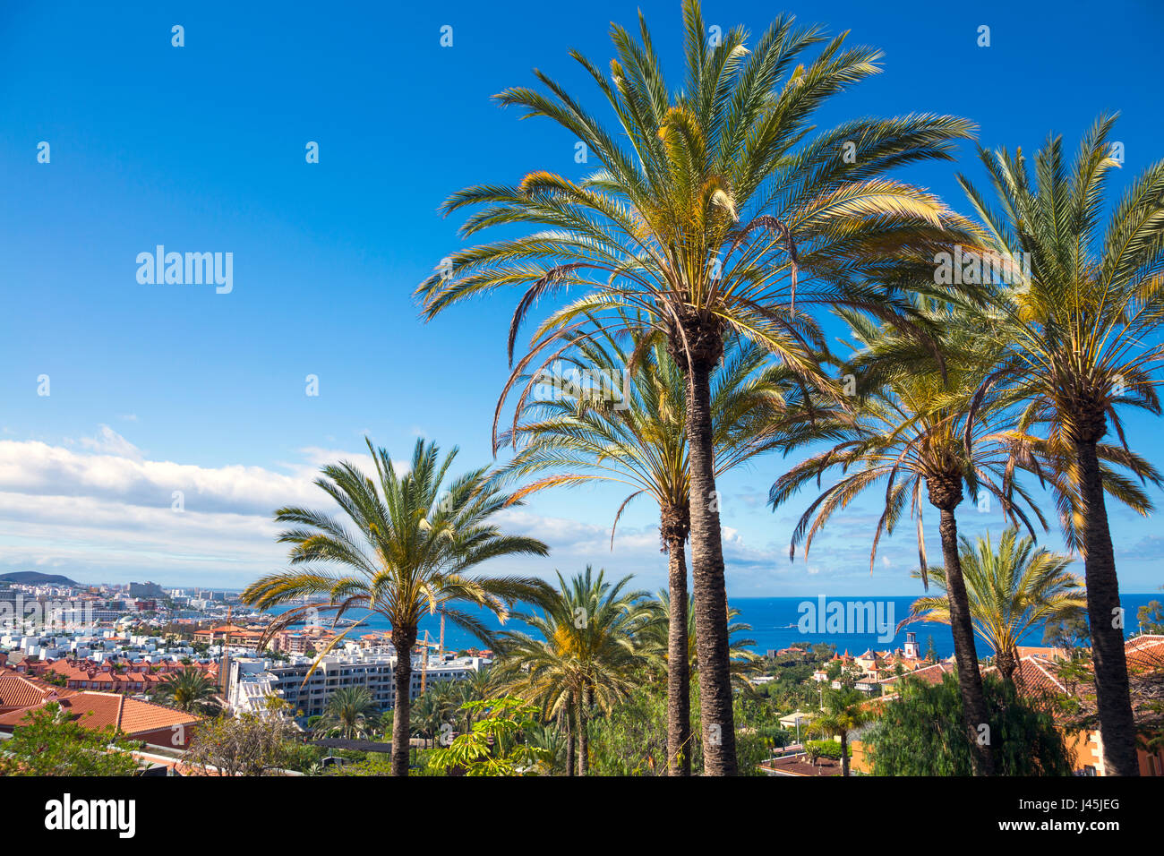 Blick auf Palmen und den Atlantischen Ozean in Teneriffa, Spanien Stockfoto