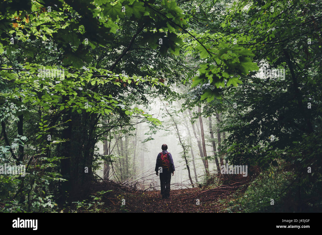 Menschen wandern auf nebligen Waldweg mit grünem Laub und üppiger Vegetation Sommerlandschaft Stockfoto