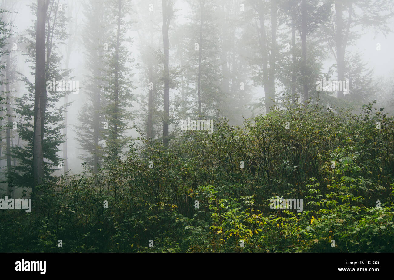 üppige Vegetation in nebligen Wald mit Pflanzen auf der Erde und Laub Stockfoto