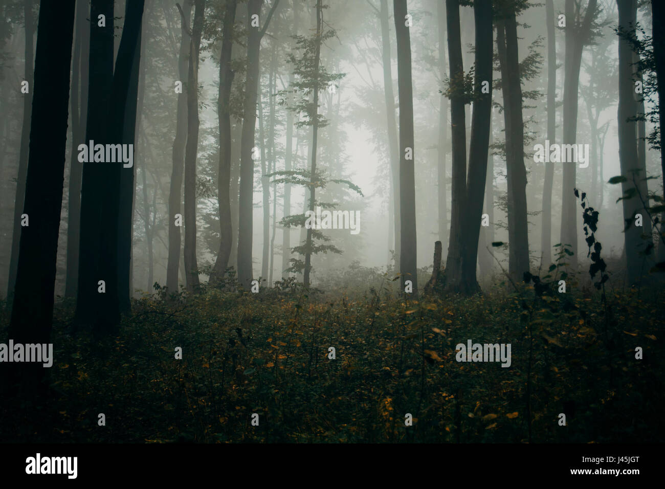 dunklen geheimnisvollen Wald Herbst Landschaft Hintergrund Stockfoto