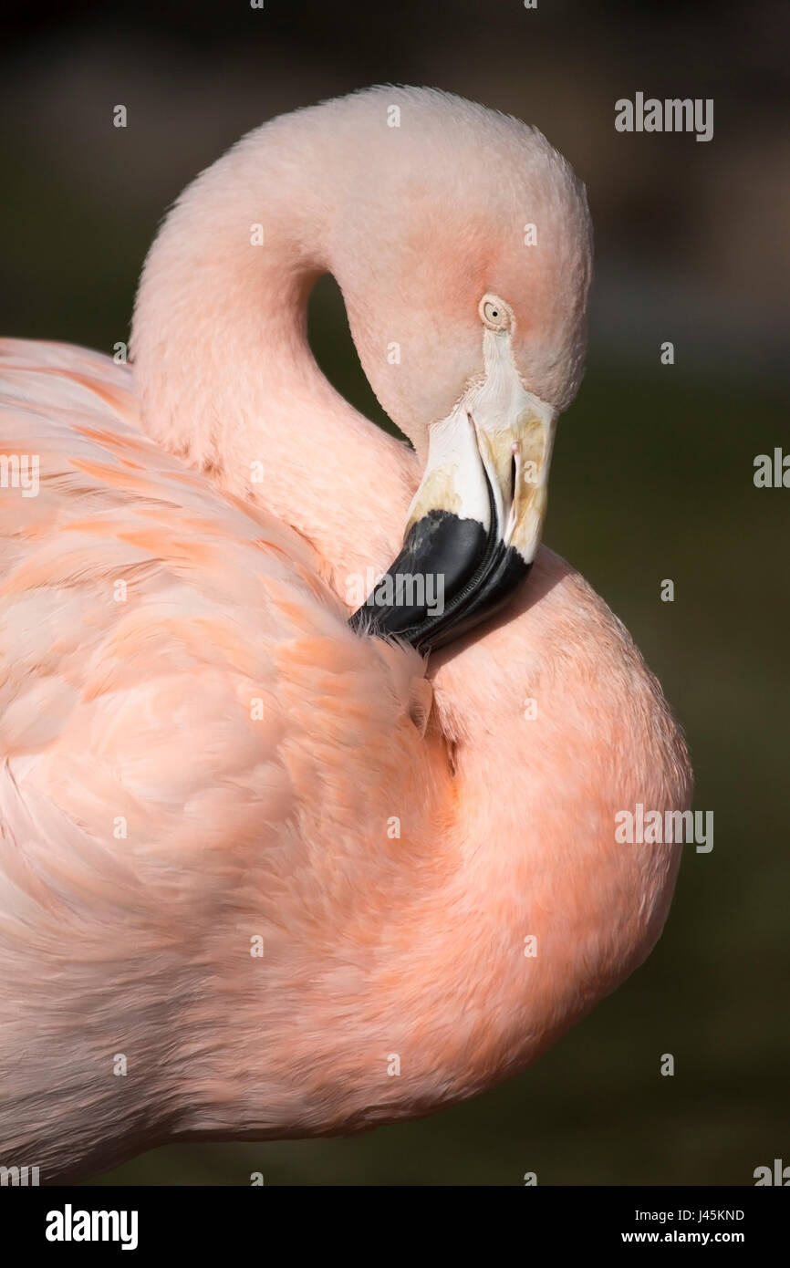 Chilenischer Flamingo Nahaufnahme von Kopf, Schnabel und Hals (Phoenicopterus chilensis) Stockfoto