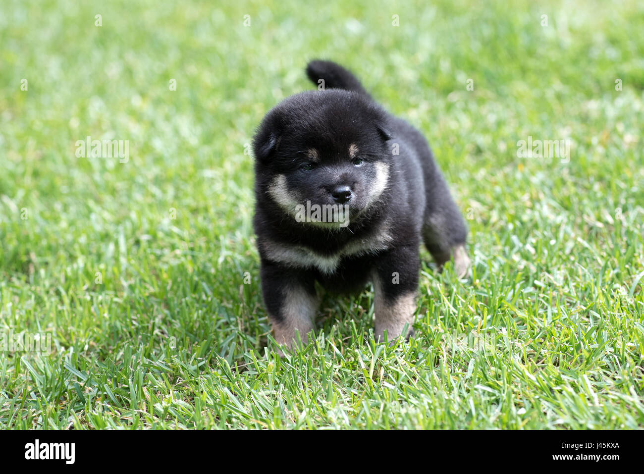 Porträt von niedlichen Tan Shiba Inu Welpe Hund auf dem grünen Rasen Stockfoto
