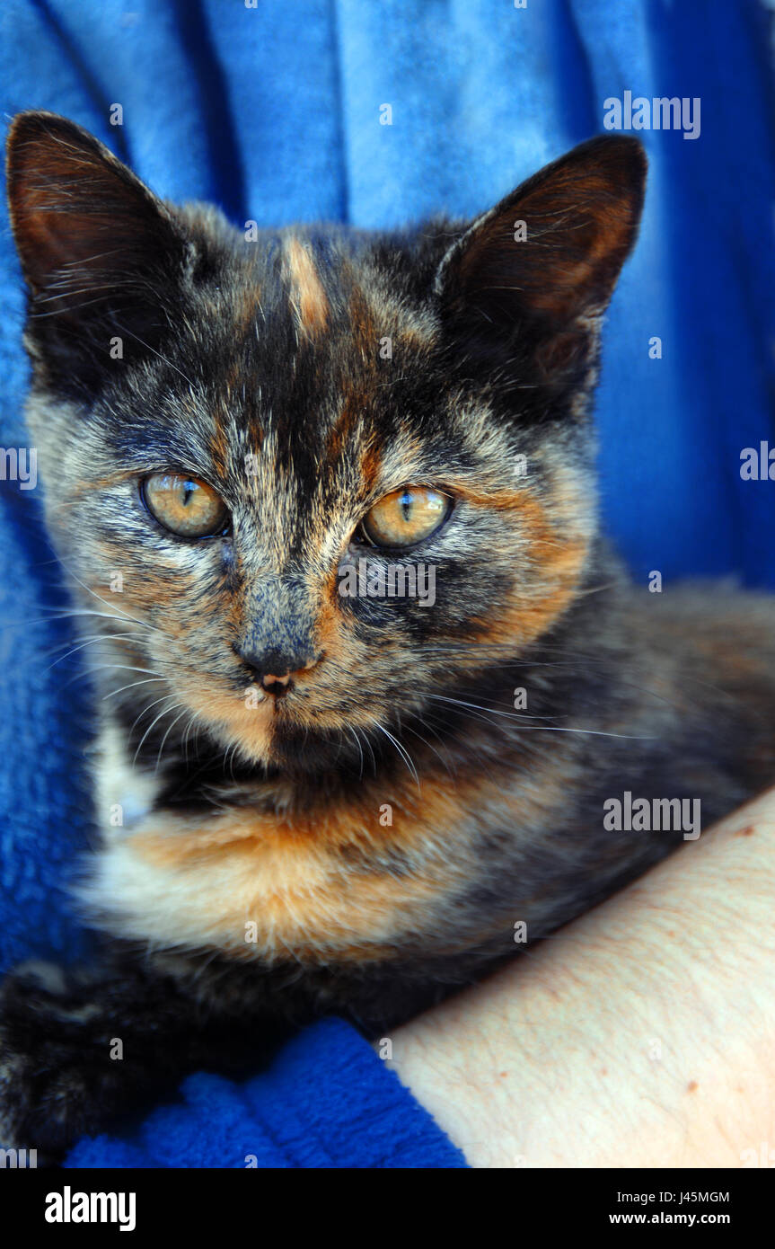 Kätzchen hat ungewöhnliche Färbung von Orange, Braun und Schwarz. Katze aus Bernstein  Augen beobachten aus dem Schutz der Eigentümer Stockfotografie - Alamy