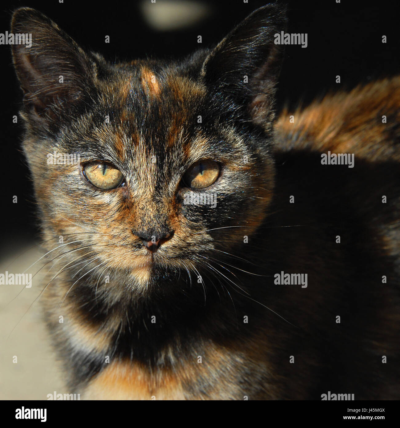 Ungewöhnliche Mischung von Farben erhöht die bernsteinfarbenen Augen dieses jungen Kätzchen.  Bunte Katze hat Mischung aus Orange, schwarz und braun. Stockfoto