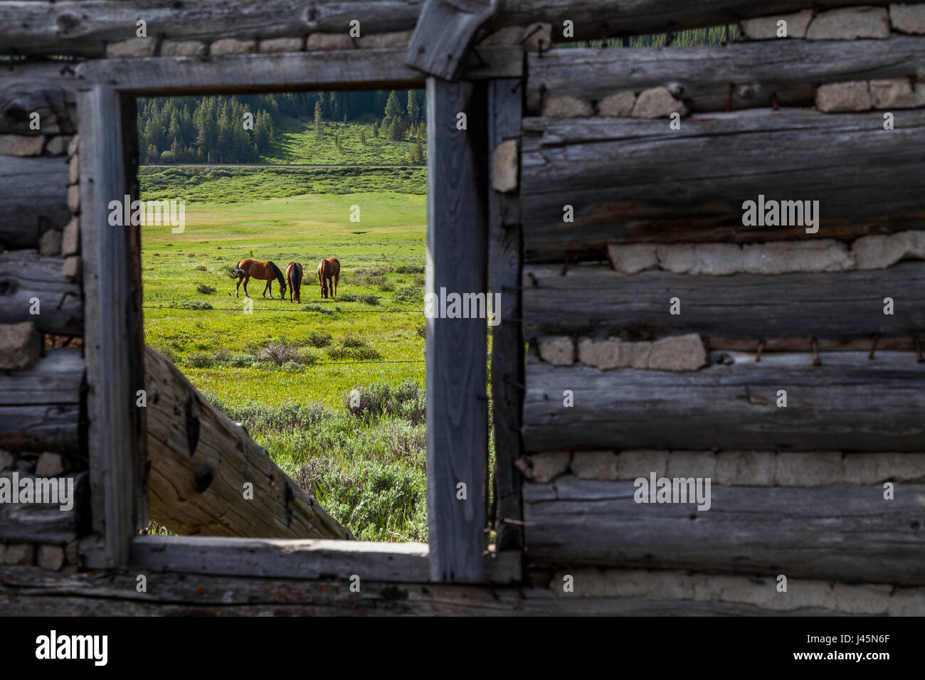 Ein Blick auf Pferden aus einer alten Hütte in Colorado. Stockfoto