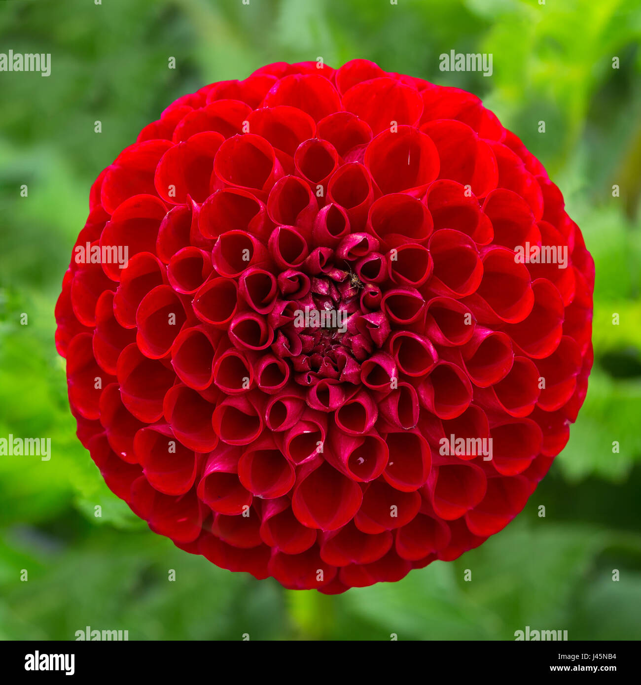 Roten Ball Dahlie im heimischen Garten. Stockfoto