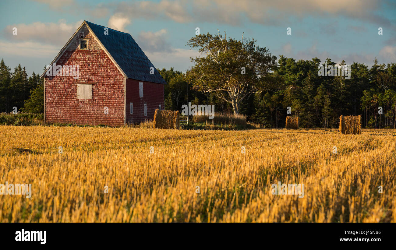 Heuballen im ländlichen Prince Edward Island, Kanada. Stockfoto