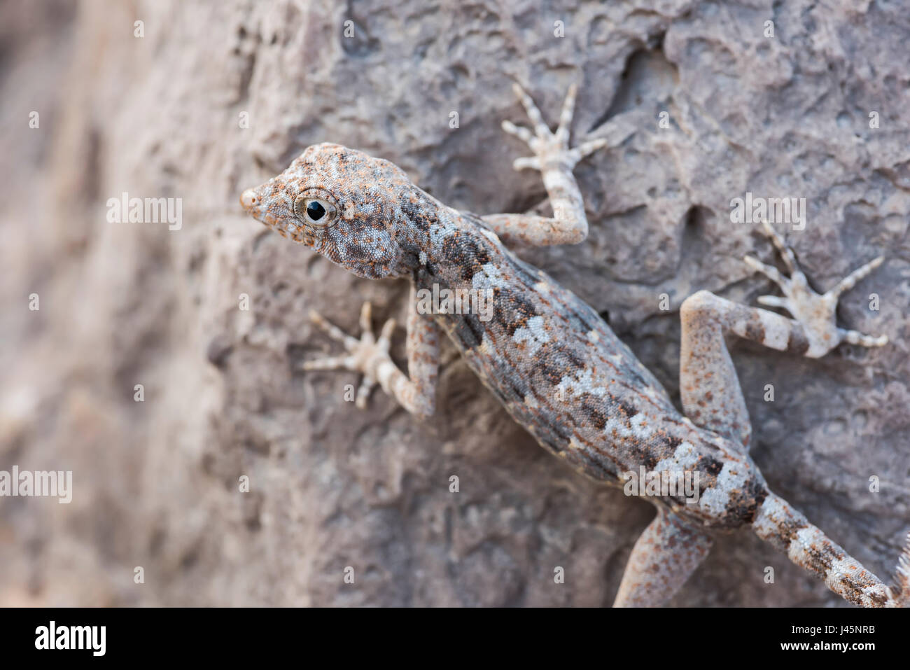 Der Semaphore Gecko auf einem Felsen in Ras Hadd, Oman, fängt die Beobachtung der Tierwelt und die einzigartigen Reptilienarten in seinem natürlichen Lebensraum ein Stockfoto