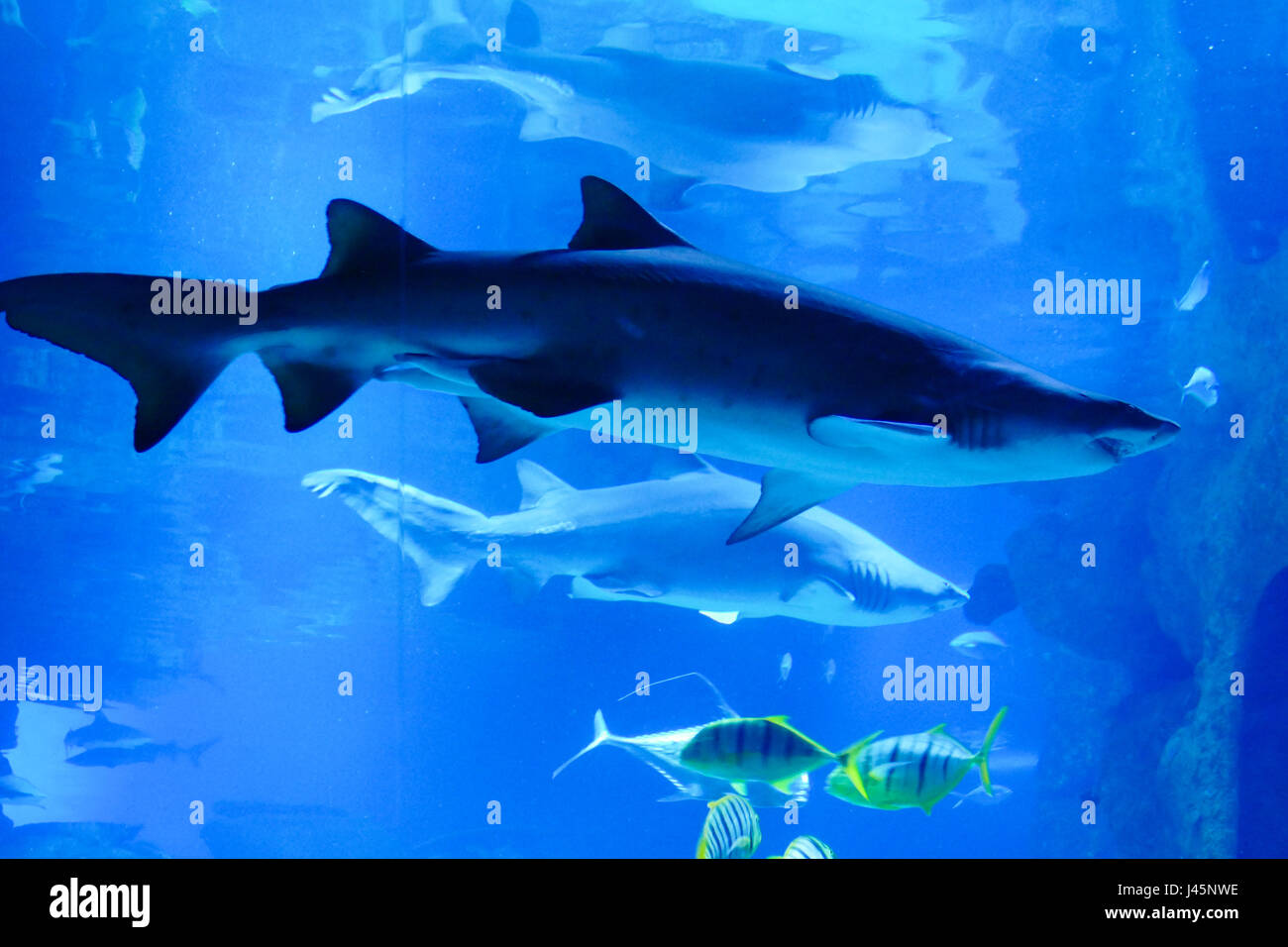 Hai auf blauem Hintergrund Stockfoto