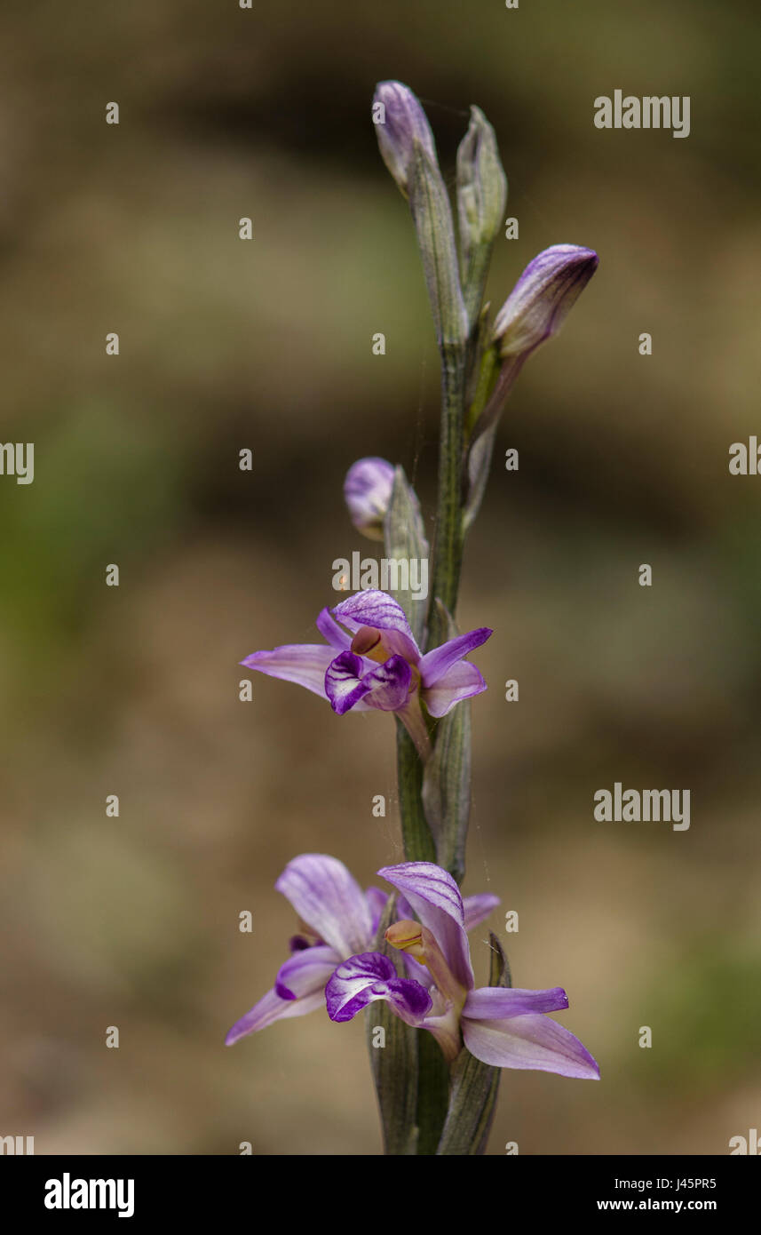 Violet Limodore, violette Vogelnest-Orchidee, Limodorum Abortivum, Andalusien, Spanien Stockfoto