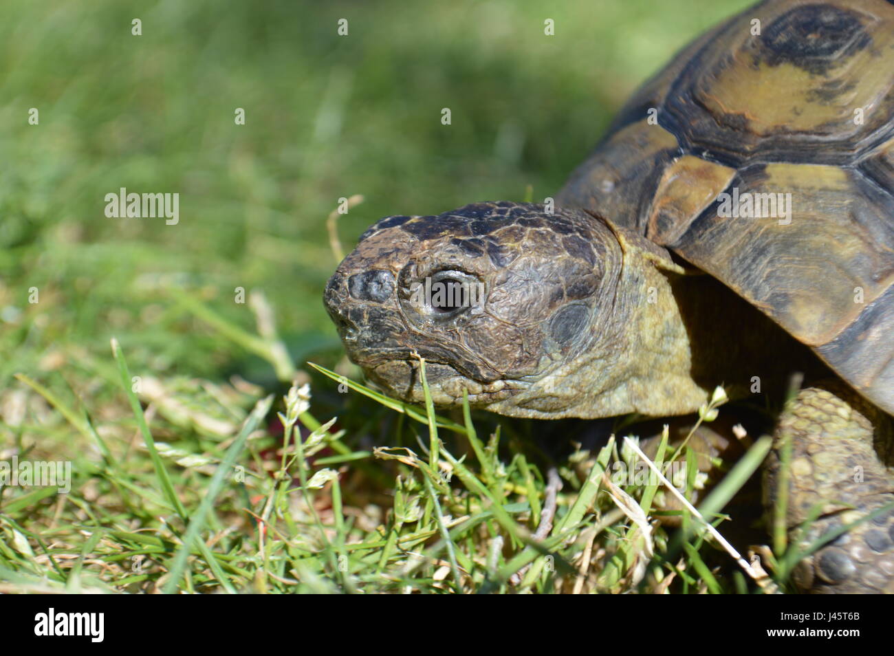 Jungen Herman Schildkröte Stockfoto