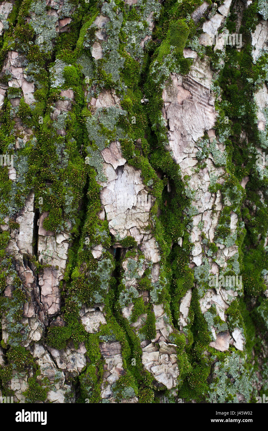 Die Rinde des Baumes ist mit Moos bedeckt. Stockfoto