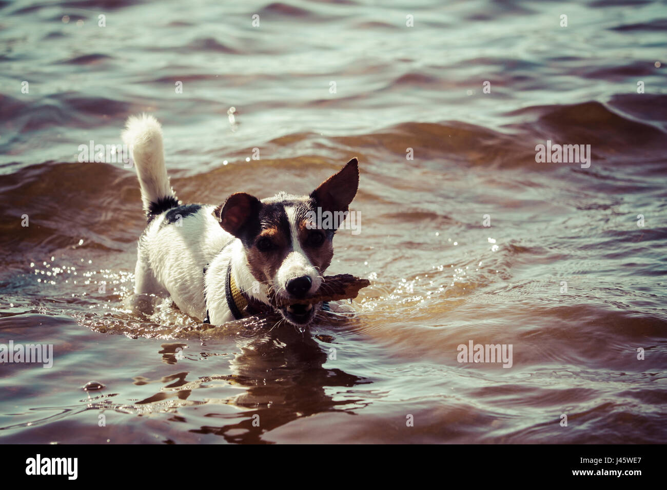 Jack Russell Terrier spielen im Wasser Stockfoto