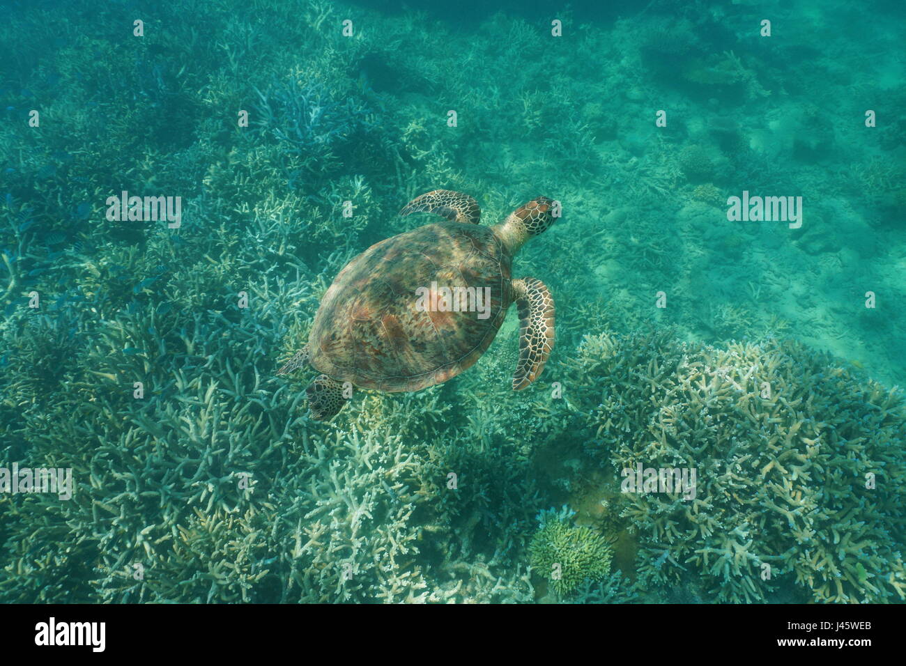 Grüne Meeresschildkröte Chelonia Mydas unter Wasser über ein Korallenriff, Pazifik, Neu Kaledonien Stockfoto