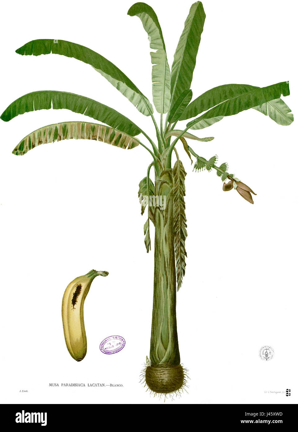 Musa paradisiaca, auch bekannt als Kochbanane, ist eine Bananenart, die zum Kochen verwendet wird. Seine großen, stärkehaltigen Früchte sind in vielen tropischen Regionen eine wichtige Nahrungsquelle. Diese Art, die von Blanco 1888 dokumentiert wurde, spielt eine wichtige Rolle in der lokalen Ernährung und Wirtschaft, insbesondere in tropischen Gebieten, wo sie regelmäßig angebaut und konsumiert wird. Stockfoto