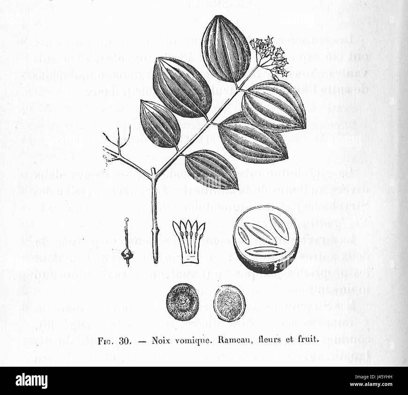 „Noix vomique“ bezieht sich auf die Zeichnung einer Pflanze, die allgemein als Strychninbaum bekannt ist und für ihre giftigen Samen bekannt ist. Die Zeichnung konzentriert sich auf ihre botanischen Merkmale und trägt zu historischen oder wissenschaftlichen Aufzeichnungen über das Pflanzenleben bei. Stockfoto