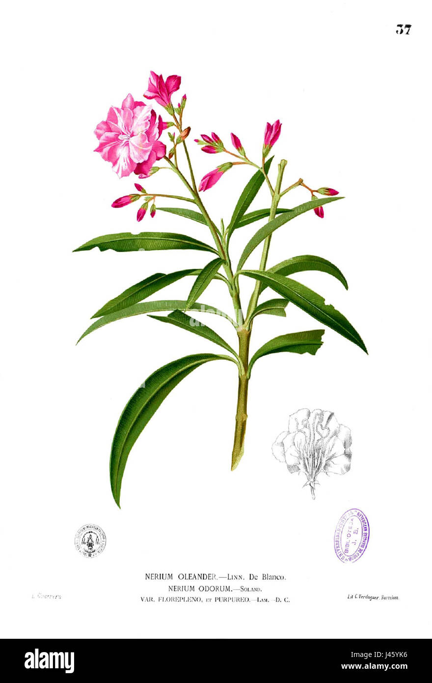 Nerium Oleander Blanco, auch bekannt als Oleander, ist ein im Mittelmeerraum heimischer Sträucher. Seine immergrünen Blätter und leuchtenden Blüten machen sie zu einer beliebten Zierpflanze, obwohl sie hochgiftig ist. Diese Pflanze wird häufig im Landschaftsbau verwendet und gedeiht in warmen Klimazonen, erfordert jedoch aufgrund ihrer giftigen Eigenschaften eine sorgfältige Behandlung. Stockfoto