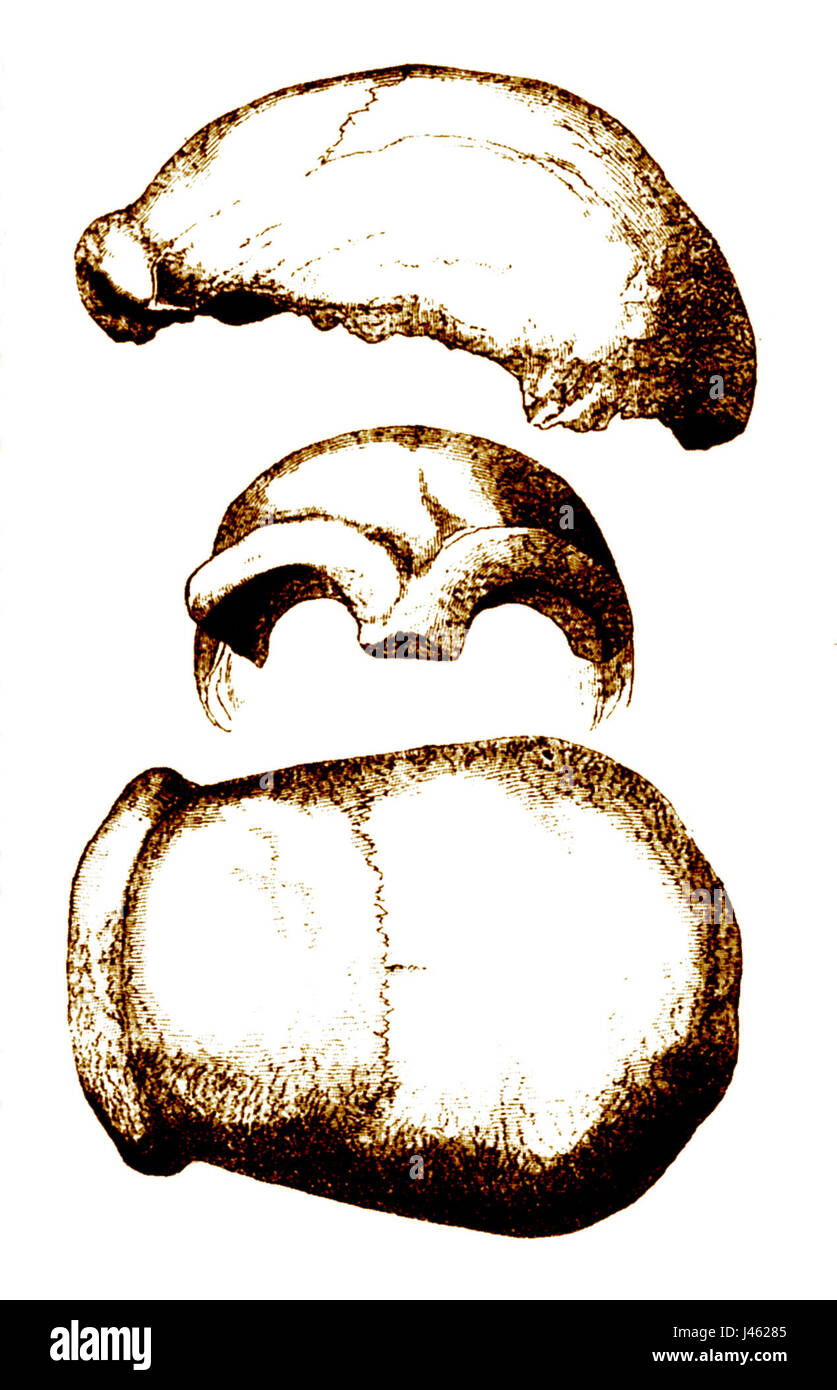 Neandertal-1856 Stockfoto