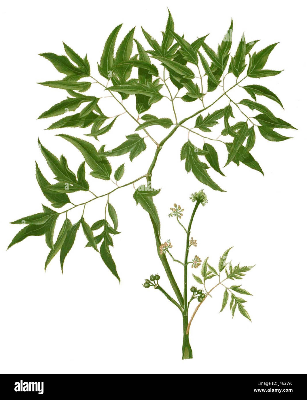 Panax fruticosum, eine Pflanzenart aus der Gattung Panax, ist bekannt für ihre medizinischen Eigenschaften und ihre traditionelle Verwendung in verschiedenen Kulturen. Dieses Bild zeigt eine abgeschnittene Version der Art, die ihre botanischen Merkmale und ihre Bedeutung in der Kräutermedizin unterstreicht. Stockfoto