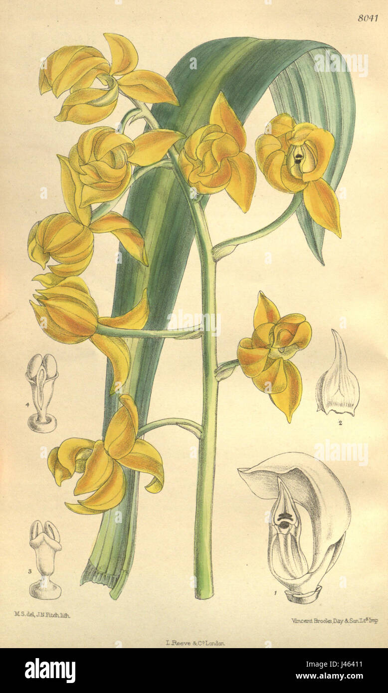 Mormodes Buccinator Curtis' v. 131 (1905) pl. 8041 Stockfoto