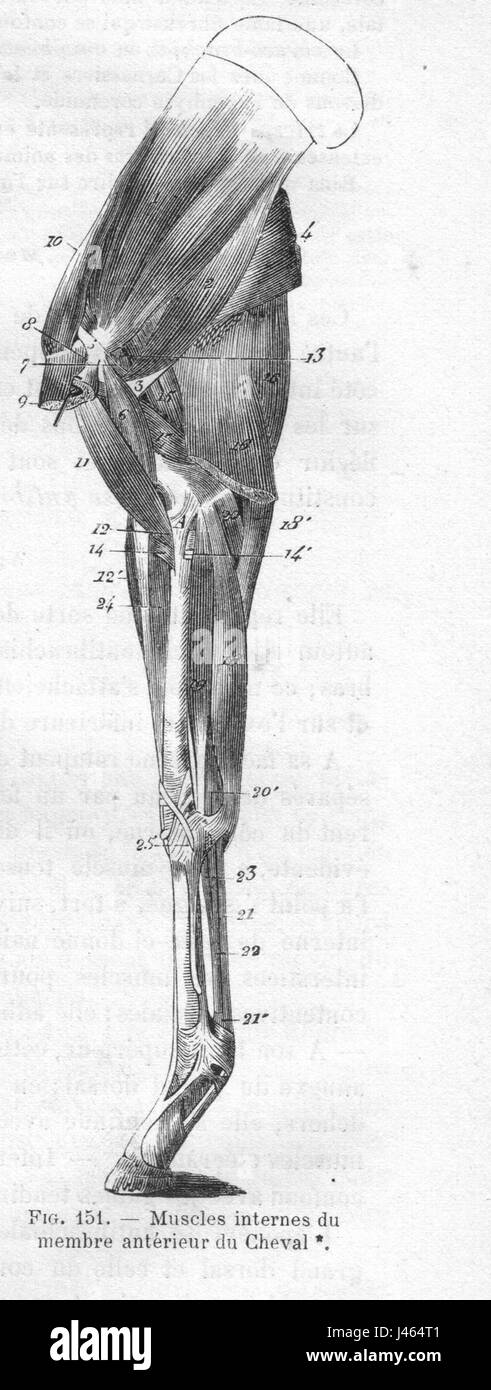 Dies ist eine anatomische Illustration der Muskeln und Schädelstruktur eines Pferdes, die Chauveau 1890 gezeichnet hat. Es bietet wertvolle Einblicke in die Physiologie und das Muskelsystem der Anatomie des Pferdes. Stockfoto