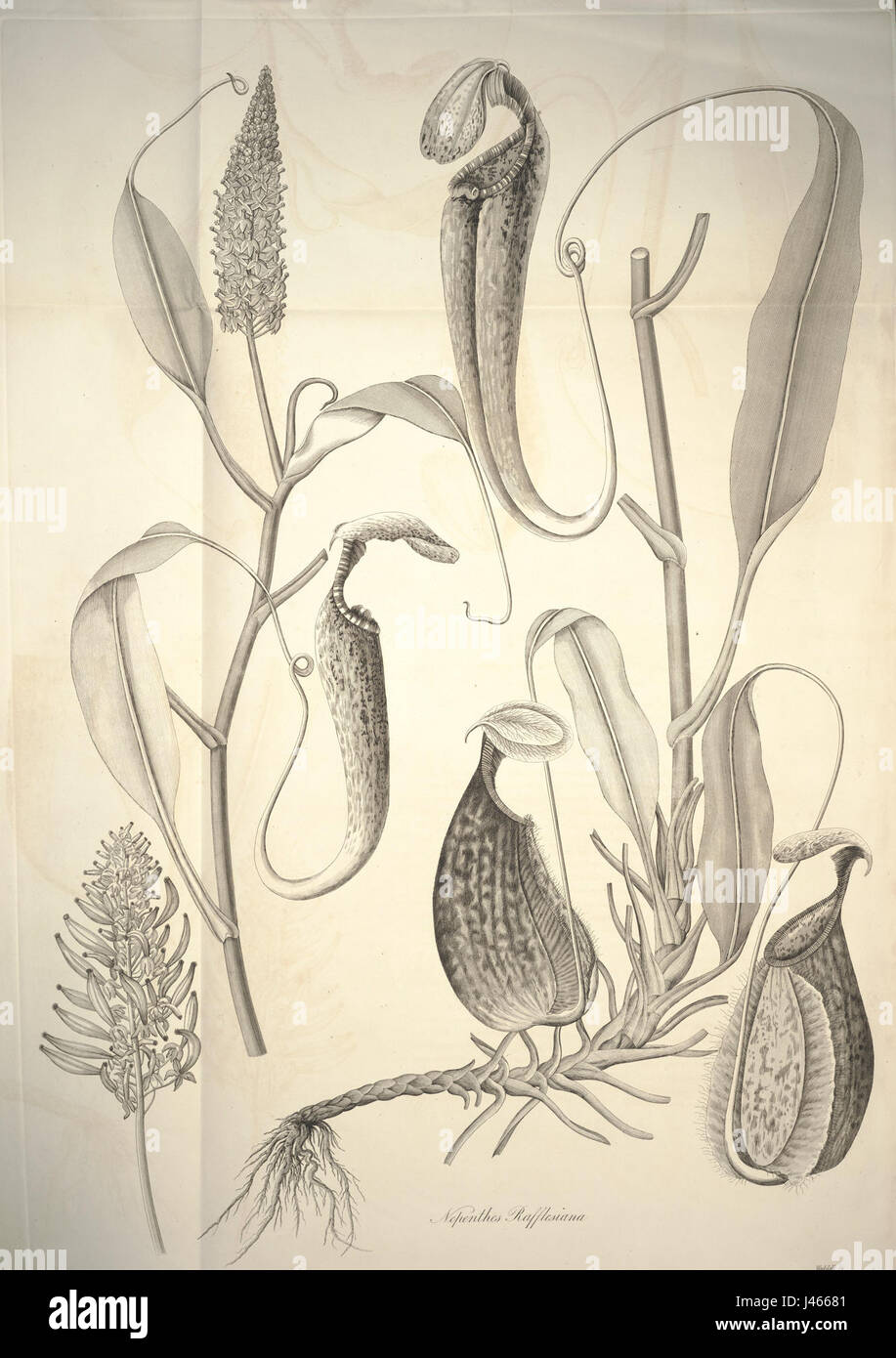 Nepenthes Rafflesiana botanische Illustration (1824) Stockfoto