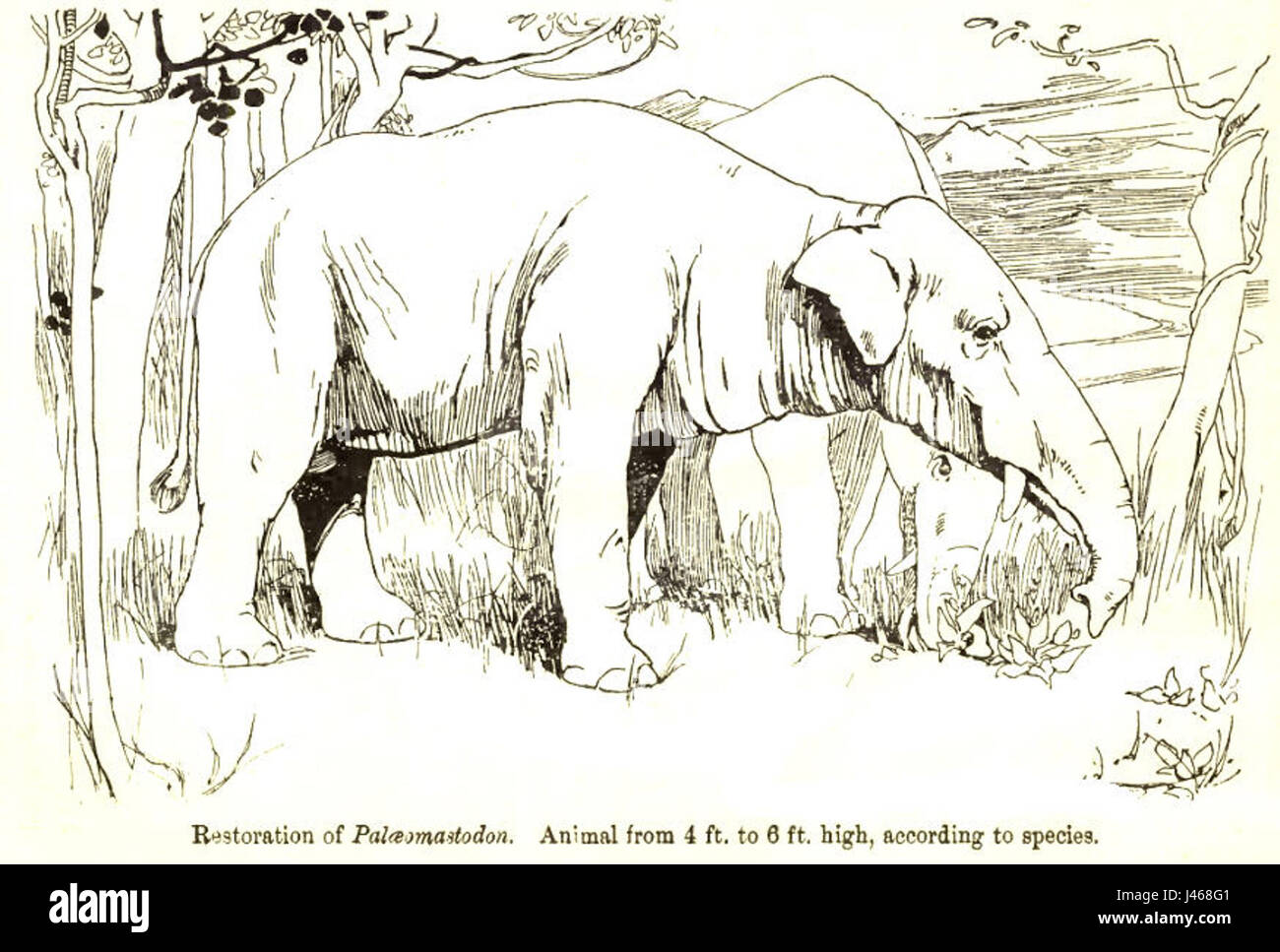 Eine Restaurierung von Paleomastodon, einer ausgestorbenen Gattung prähistorischer Elefanten, die ihre Größe und ihr Aussehen in alten Ökosystemen zeigt. Stockfoto