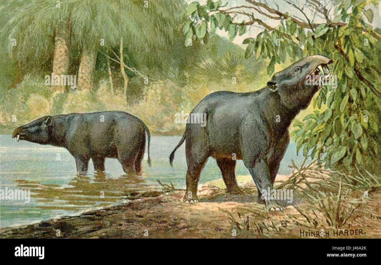 Moeritherium ist eine ausgestorbene Gattung prähistorischer Säugetiere, die während des Eozäns lebten. Sie gelten als einer der frühesten Verwandten moderner Elefanten. Stockfoto