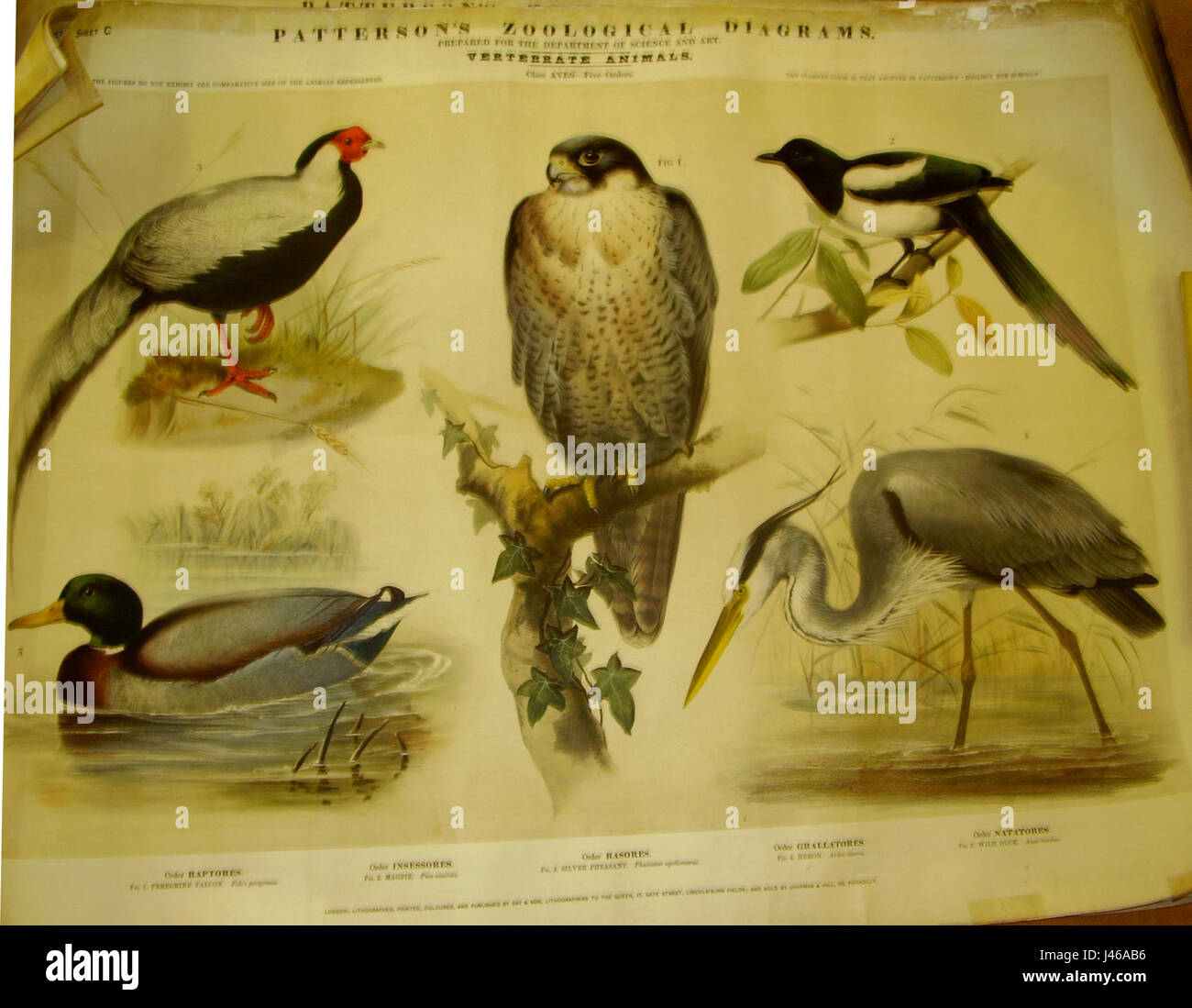 PattersonP2070034 Stockfoto