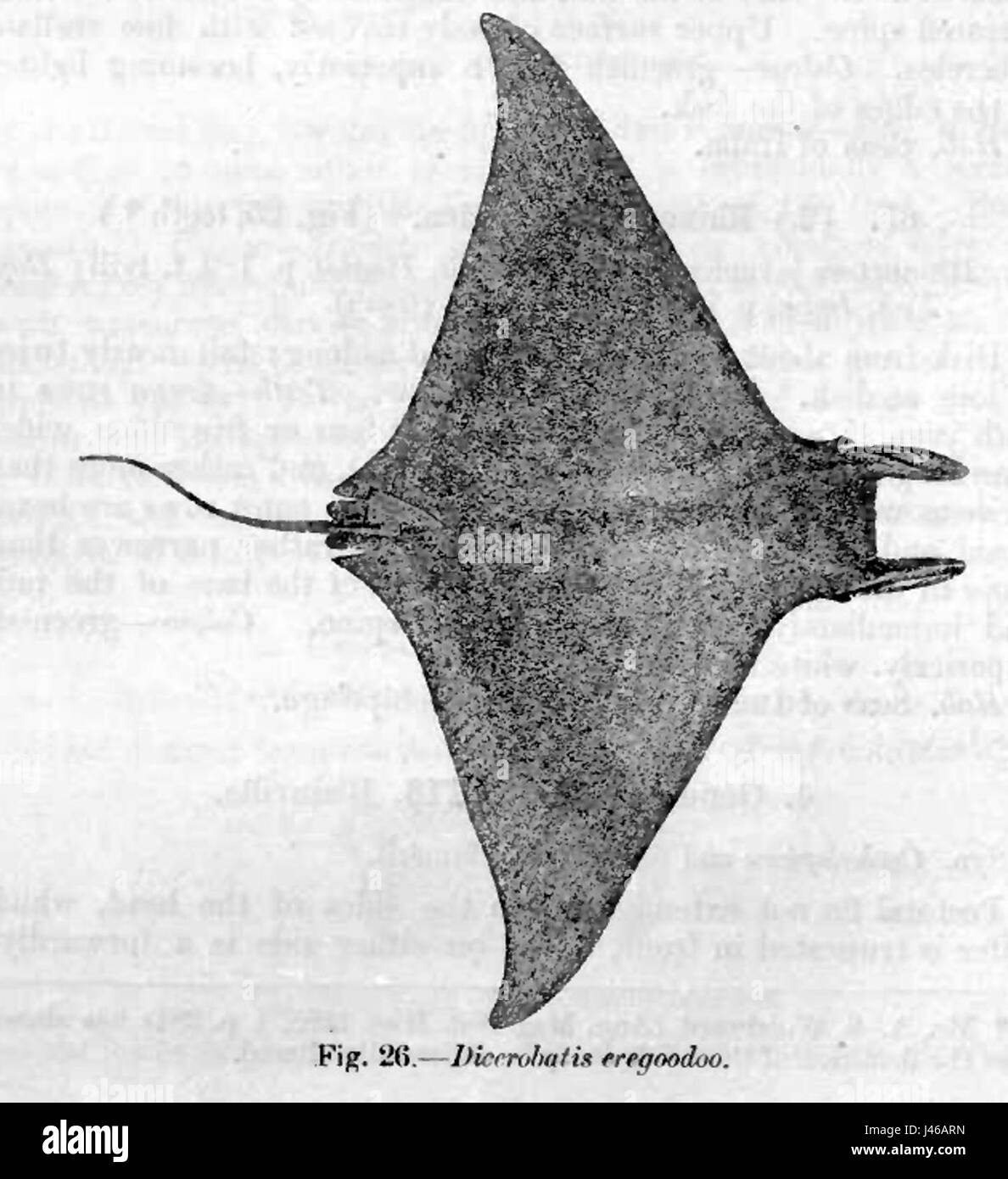 Mobula eregoodootenkee bezieht sich auf eine Art von Mobula-Rochen, einem Meeresbewohner, der in den Ozeanen vorkommt. Der Verweis auf „Tag“ könnte auf eine Beobachtung oder Untersuchung im Zusammenhang mit Meeresarten hinweisen. Stockfoto