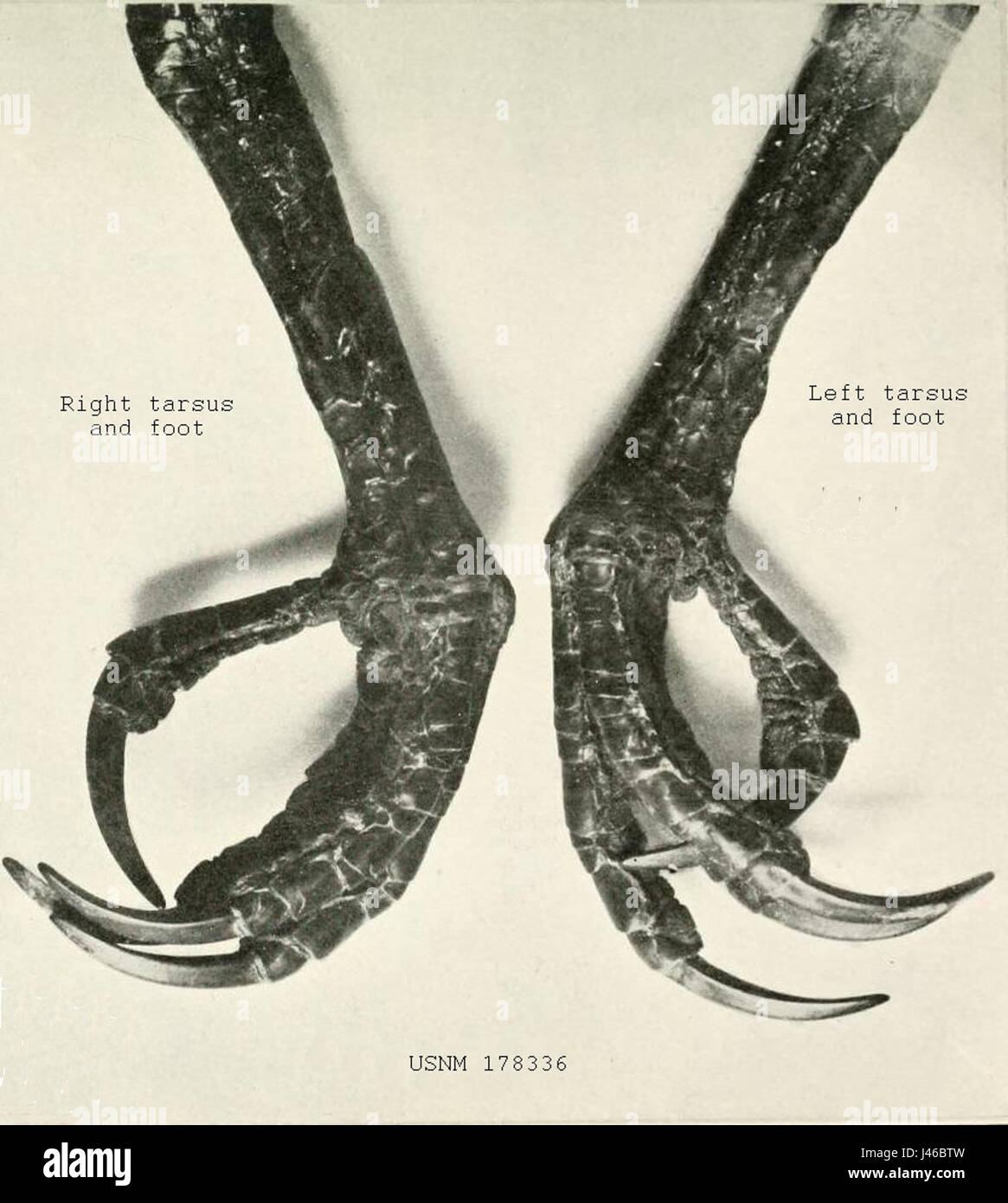 Der Nicobar Megapode, ein auf den Nicobar Inseln heimischer Vogel, ist bekannt für seine markanten Beine, die ihm helfen, seine Eier im warmen Sand zu graben und zu vergraben. Diese Vögel sind stark gefährdet. Stockfoto