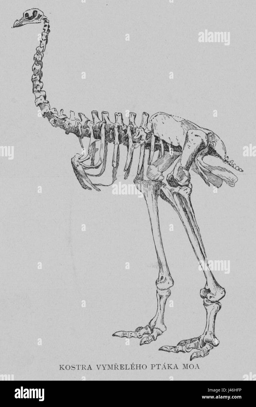 Das 1901 von Korensky entdeckte Moa Skelett ist einer der wichtigsten archäologischen Funde aus Neuseeland. Die Moa, ein großer flugunfähiger Vogel, erloschen im 15. Jahrhundert. Dieses Exemplar hilft Forschern, prähistorische Tierwelt in der Region zu verstehen. Stockfoto