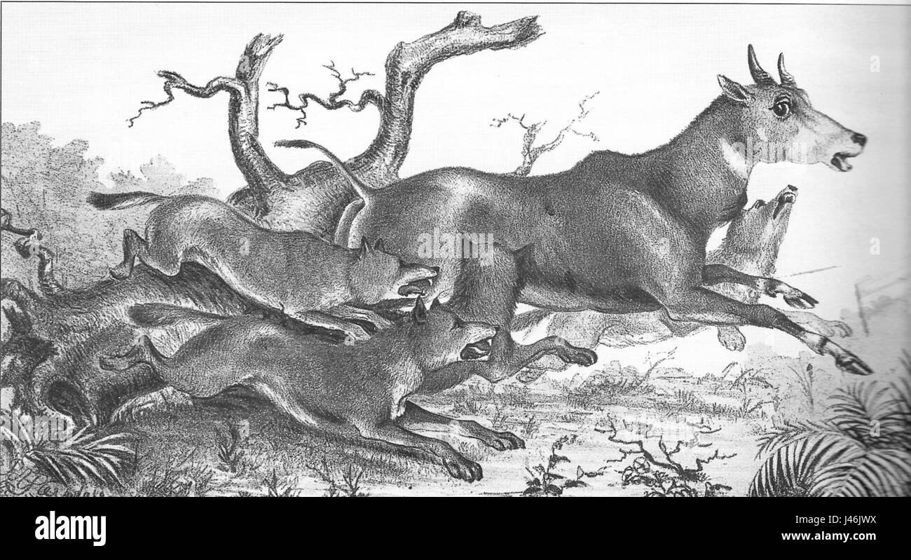 Nilgai, auch bekannt als Blaubulle, ist eine Antilopenart, die auf dem indischen Subkontinent beheimatet ist. Wildhunde sind Raubtiere, die in Rudeln jagen, und ihre Interaktion mit Nilgai in der Wildnis ist Teil der natürlichen Raubtier-Beutetier-Dynamik. Stockfoto Nilgai, auch bekannt als Blaubulle, ist eine Antilopenart, die auf dem indischen Subkontinent beheimatet ist. Wildhunde sind Raubtiere, die in Rudeln jagen, und ihre Interaktion mit Nilgai in der Wildnis ist Teil der natürlichen Raubtier-Beutetier-Dynamik. Stockfoto