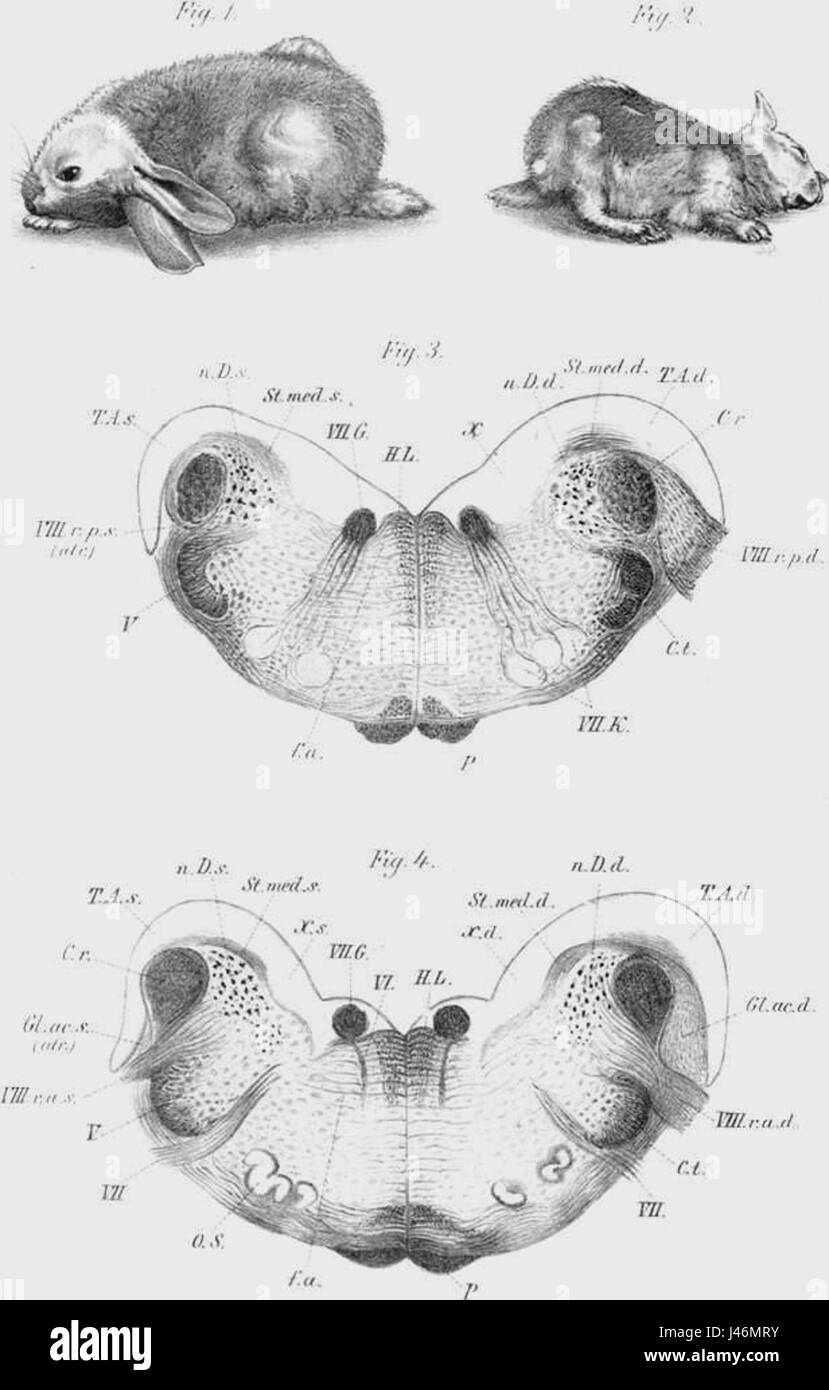 Onufrowicz Hörnerv Stockfoto