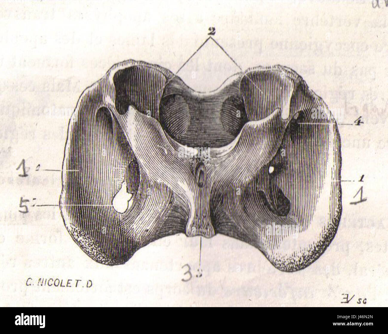 „OS Atlas Cheval“ ist eine anatomische Illustration aus dem 19. Jahrhundert, die den atlas des Pferdes, einen Schlüsselknochen in seiner Halsstruktur, darstellt. Es ist Teil einer wissenschaftlichen Studie zur Anatomie des Pferdes, die das Skelettsystem zeigt. Stockfoto