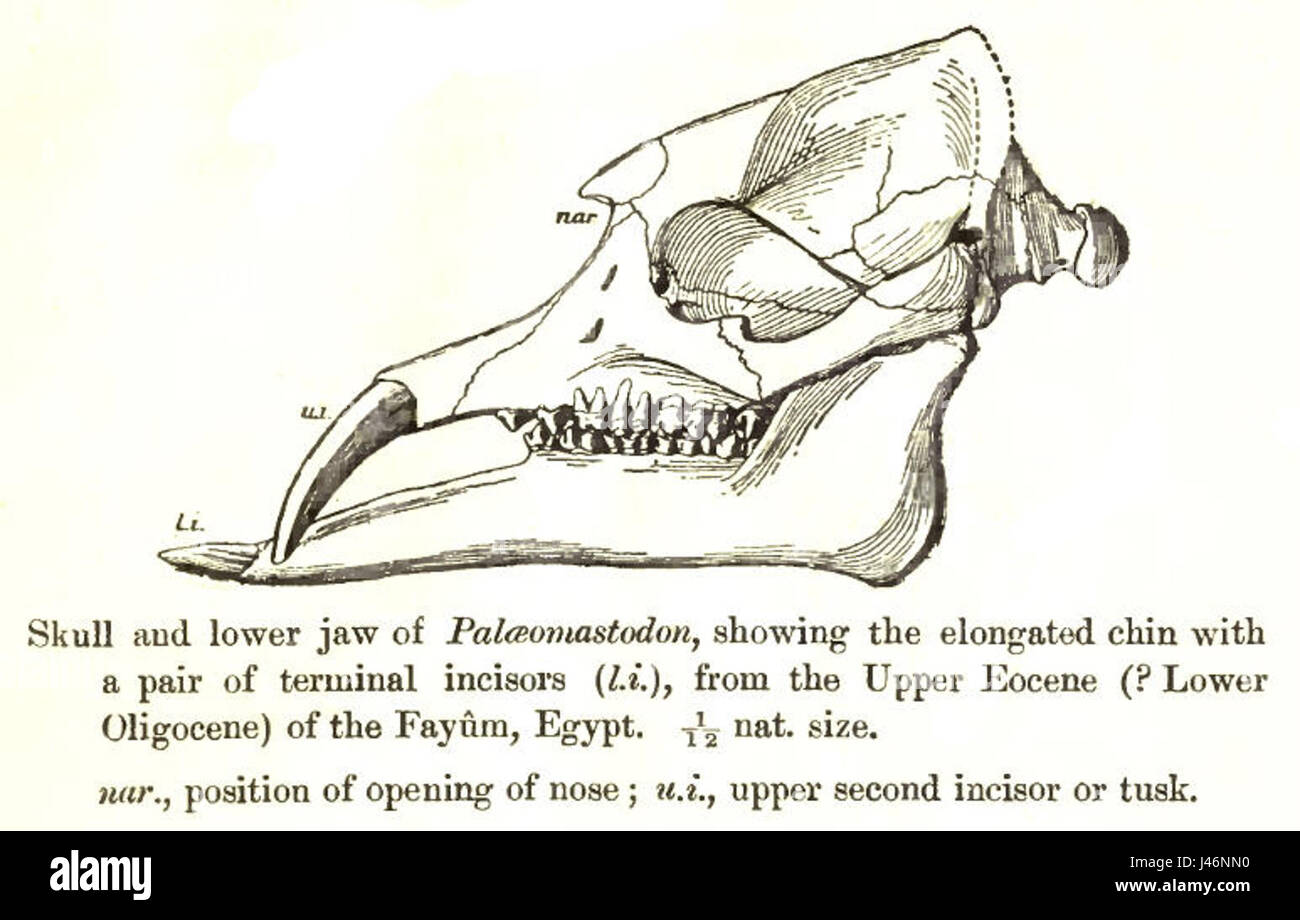 Der Paleomastodon-Schädel ist eine fossile Überreste einer ausgestorbenen Säugetierart, die mit modernen Elefanten verwandt ist und Einblicke in das prähistorische Leben bietet. Stockfoto