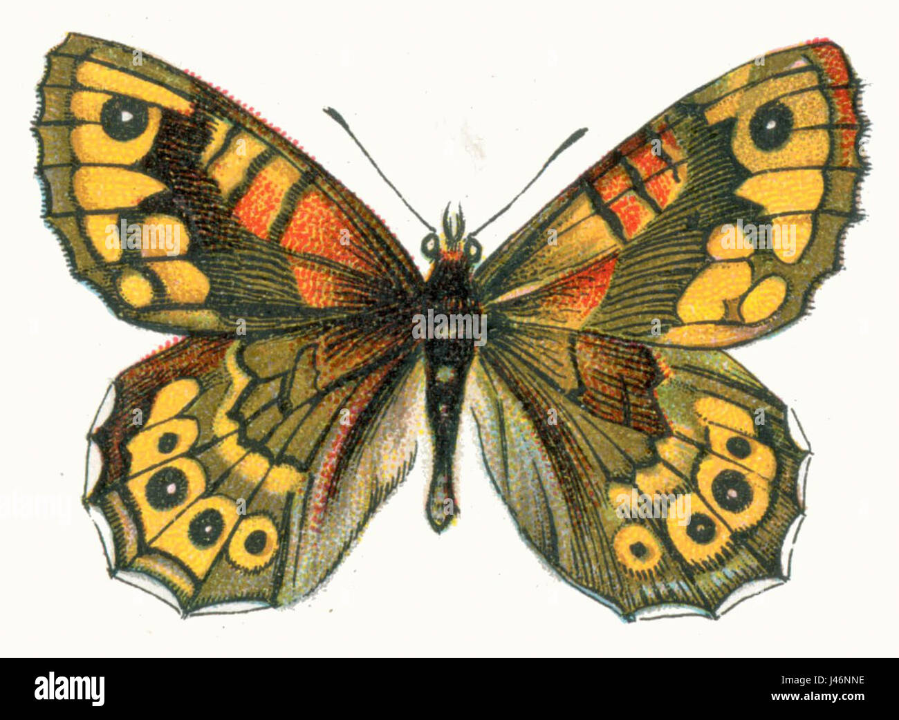 Pararge megera, auch bekannt als der wandbraune Schmetterling, ist eine Schmetterlingsart in Europa und Asien. Der Begriff „Nemos“ kann sich auf eine bestimmte Untergruppe oder Variation innerhalb der Art beziehen. Stockfoto