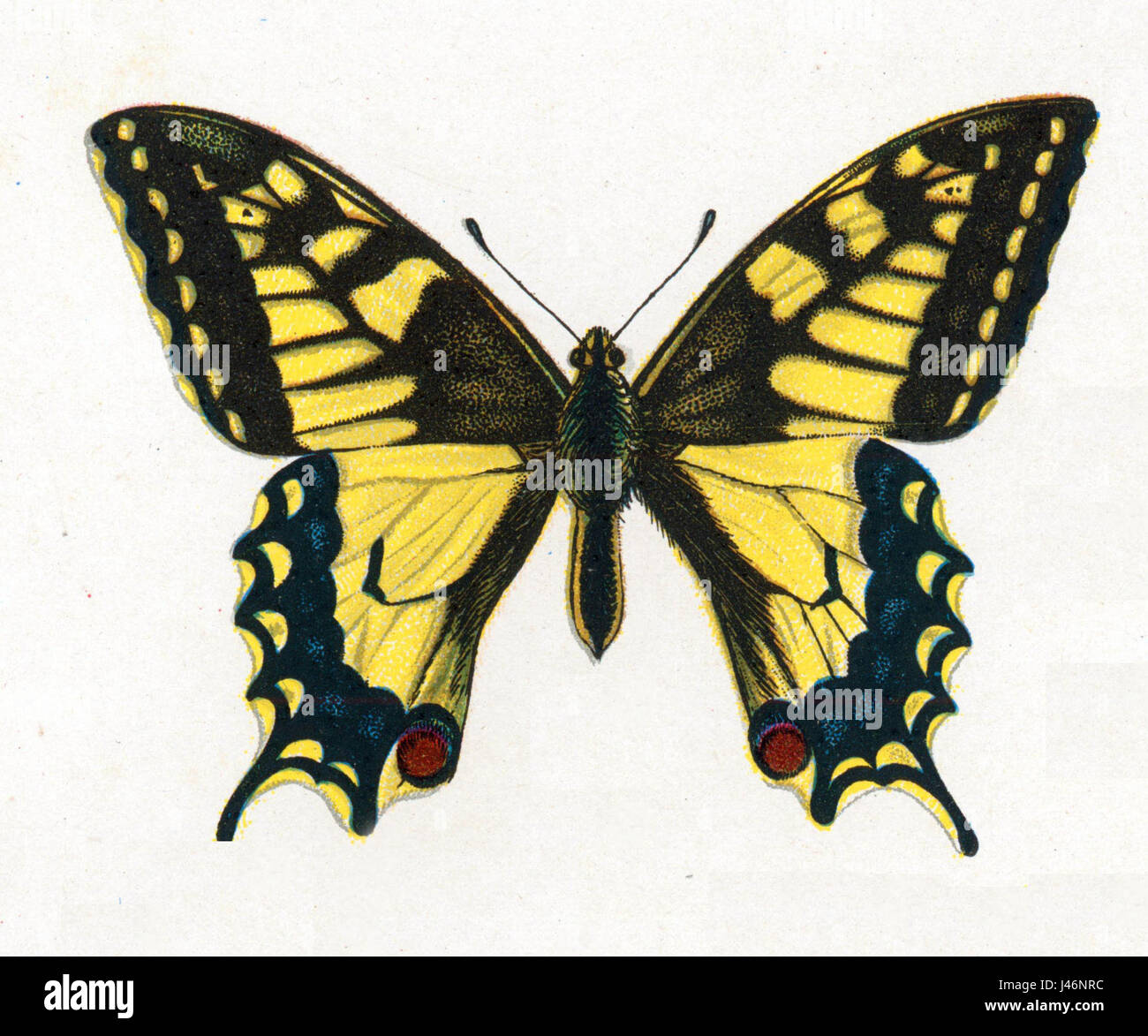 Der Papilio-Machaon, auch bekannt als der Schwalbenschwanz der Alten Welt, ist eine Schmetterlingsart des Künstlers Nemos, die seine unverwechselbaren Flügel und leuchtenden Farben zeigt. Stockfoto